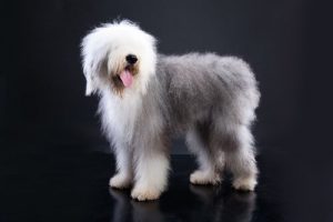 尻尾が短いワンちゃんをご紹介しましょう