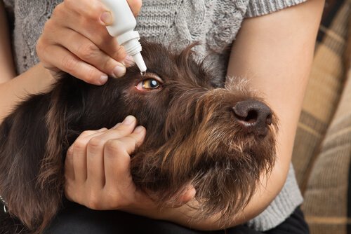 犬の目薬