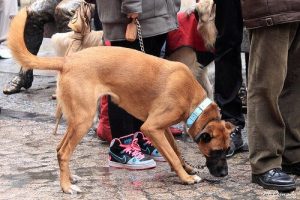 犬に関する罰金について(スペイン)