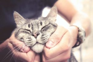 猫への正しい愛情の注ぎ方