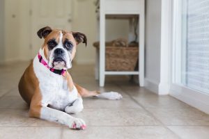 発情期を迎えた雌犬の扱い方
