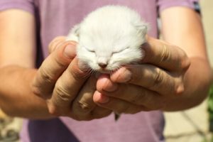 猫ちゃんを幸せにする7つのコト