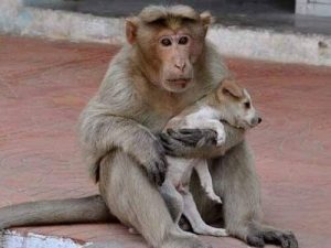 子犬を育てる猿とは?
