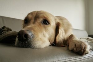 家庭にいながら犬の動物的本能を満足させる方法