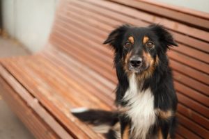 わたしの愛犬も去勢手術をした方がいいの?