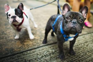 血統書付きの犬ってどういう意味?