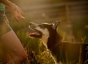 女性を虐待から守る警護犬