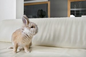 ウサギはペットとして飼えるの?