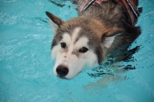 犬たちがリラックスするために