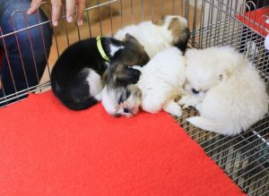 助けられた動物しか販売できない街から学びましょう