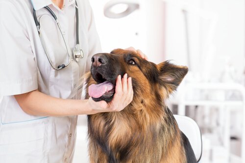 獣医に口を見せる犬 去勢手術をした方がいい