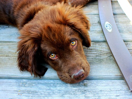 上目遣いで見つめる犬