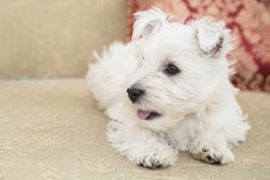 選ぶならどの小型犬?