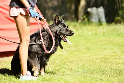 野原に佇む犬