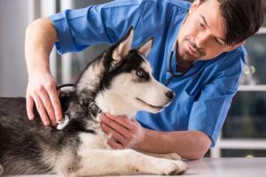 犬の不妊手術:メリットとデメリット