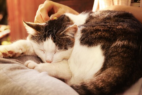 気持ちよさそうに寝る猫