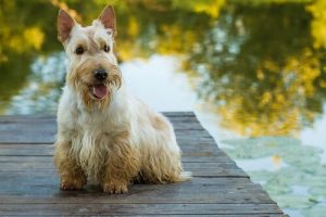 テリア犬について知っておくべき事