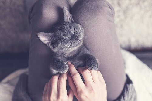 お腹を撫でられる子猫