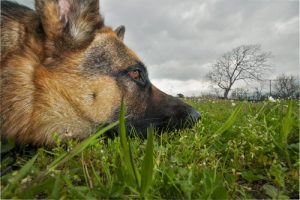 犬にとって毒のある植物たち
