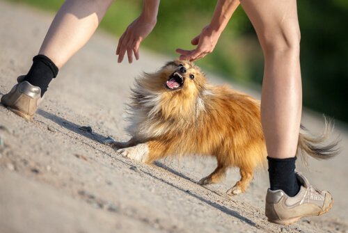 犬に攻撃された時の対処法