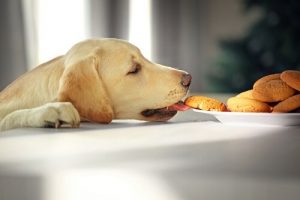 クリスマスに用意するペットのごちそう