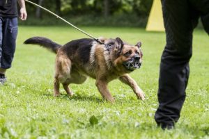 犬の攻撃性を抑えるには
