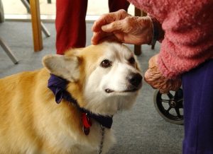 癒しの犬:ドッグセラピー