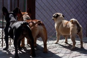 台湾で犬や猫の肉の消費が禁止に