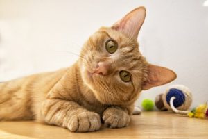 猫の気持ちが分かる6つの表情