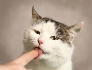 なぜ猫は飼い主を舐めるの?
