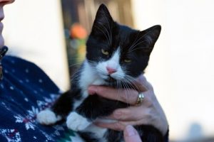 猫と飼い主のコミニケーションに関する研究