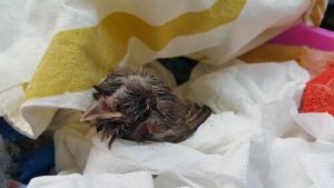 巣から落ちた鳥のヒナを見つけたら?
