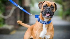 首輪の色で犬の性格が分かる?