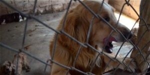 違法ブリーダーから83匹の動物が救出される