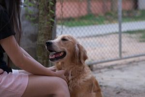犬は人間の言葉を理解できるのか?