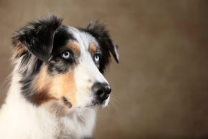 動物の知能:犬は人を騙すことがある?