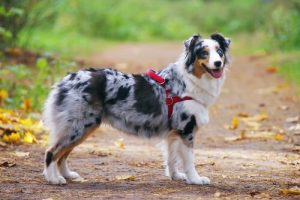 首輪とハーネス:あなたの愛犬にはどっちが良い?
