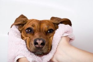 病気のサインかも?犬の乾いた鼻