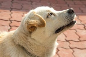 犬は嗅覚で時間が分かる?