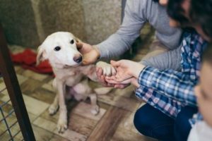 シェルター開設のすすめ