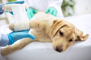 飼い犬がケガを負ってしまったら