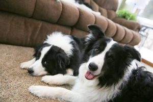 愛犬の分離不安障害を和らげる方法