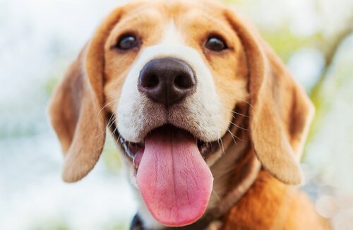 犬の鼻