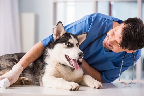 犬の怪我2