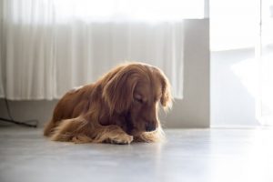 メスのワンちゃんはどうして外陰部を舐めるの?