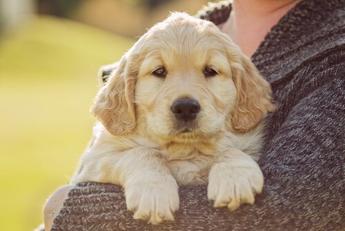 抱っこされる子犬