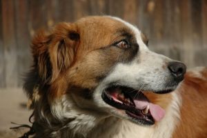 飼い犬が嘔吐しそうになったら