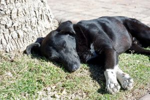 犬の胃捻転(GDV)について:原因と症状と治療