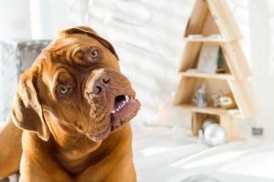 どうしてワンちゃんは話しかけられた時に首をかしげるの?