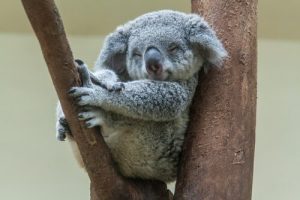 睡眠時間が長い動物5種